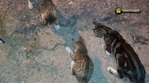  Kolawole's Kedi: Bir Gökyüzü Dansı ve İncelikli Ayrıntılar Şöleni!